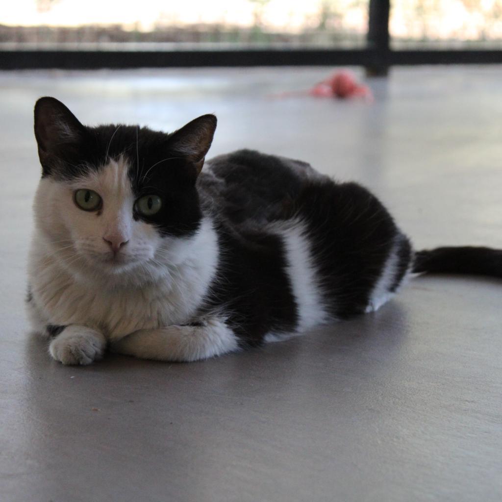 Avalynn, an adoptable Domestic Short Hair in Kanab, UT, 84741 | Photo Image 5