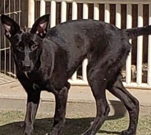 belgian shepherd black lab mix