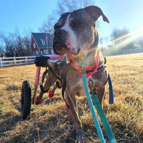 Dorothy, an adoptable Boxer in Spring Hill, KS, 66083 | Photo Image 2