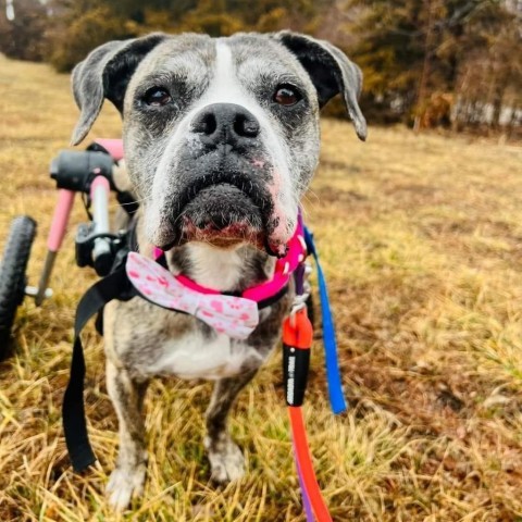 Dorothy, an adoptable Boxer in Spring Hill, KS, 66083 | Photo Image 3