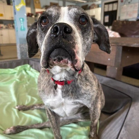 Dorothy, an adoptable Boxer in Spring Hill, KS, 66083 | Photo Image 4