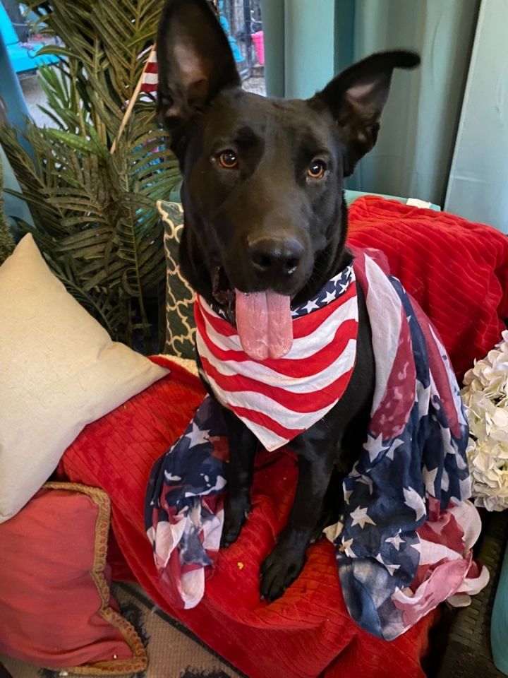 Dog for adoption - Adorable Hazel- Black Labrador, a Black Labrador ...