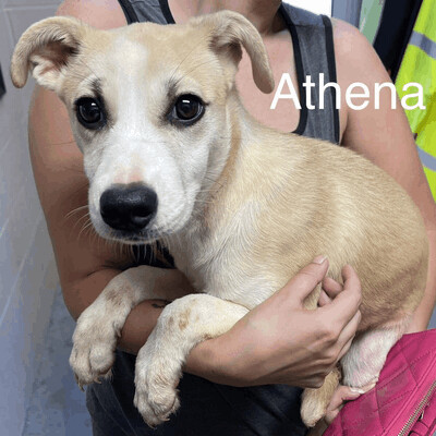 Athena