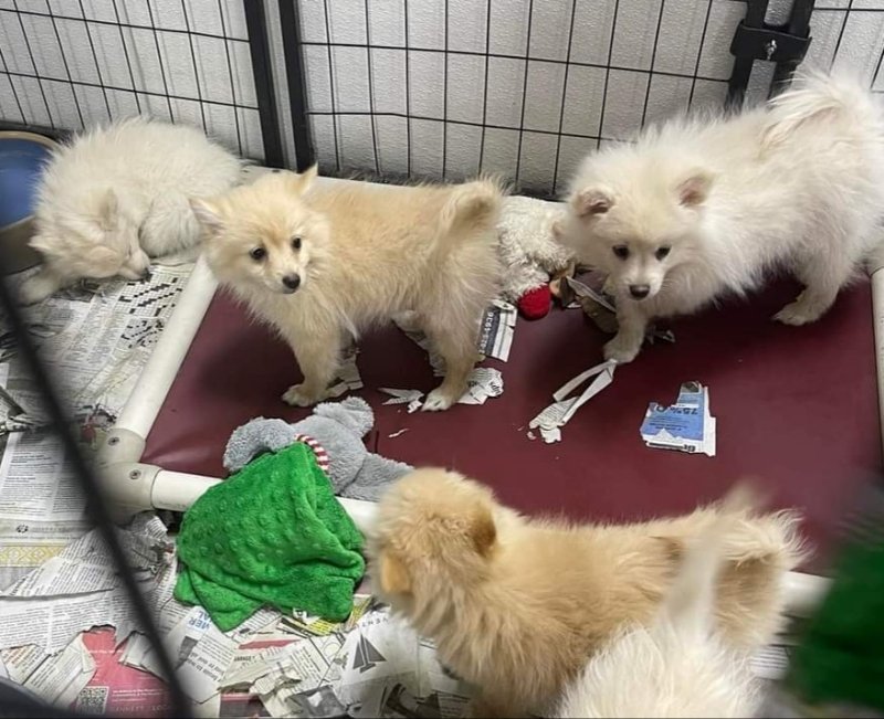 Eskimo - Pomeranian Puppies