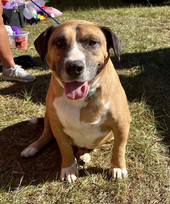Hunter, an adoptable Beagle & Labrador Retriever Mix in Troy, AL_image-1