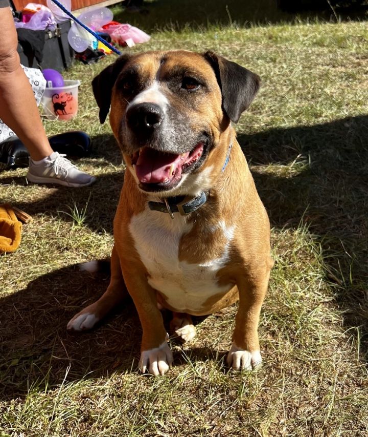 Hunter, an adoptable Beagle & Labrador Retriever Mix in Troy, AL_image-2