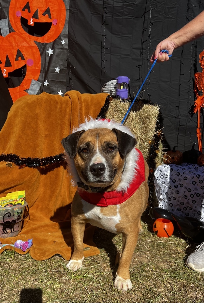 Hunter, an adoptable Beagle & Labrador Retriever Mix in Troy, AL_image-4