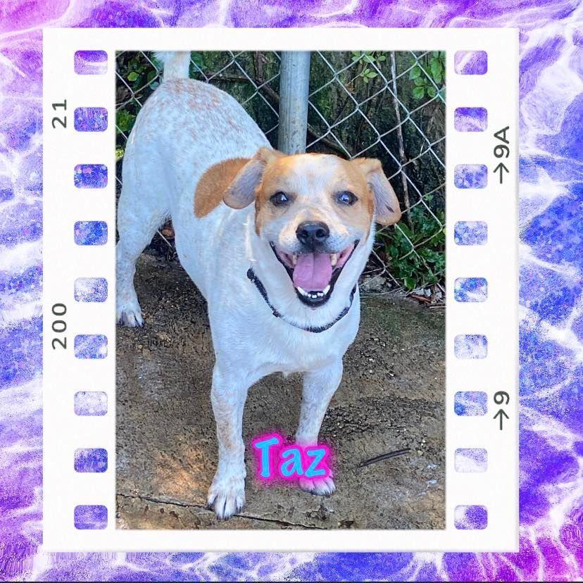 Taz, an adoptable Australian Cattle Dog / Blue Heeler, Boxer in Enterprise, AL, 36330 | Photo Image 2