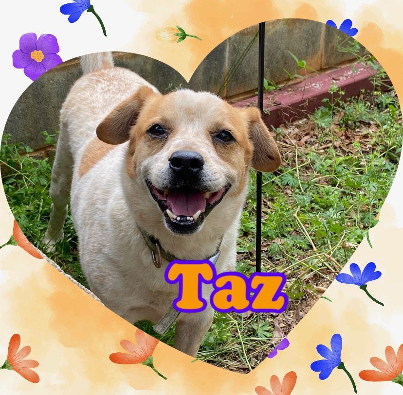 Taz, an adoptable Australian Cattle Dog / Blue Heeler, Boxer in Enterprise, AL, 36330 | Photo Image 1