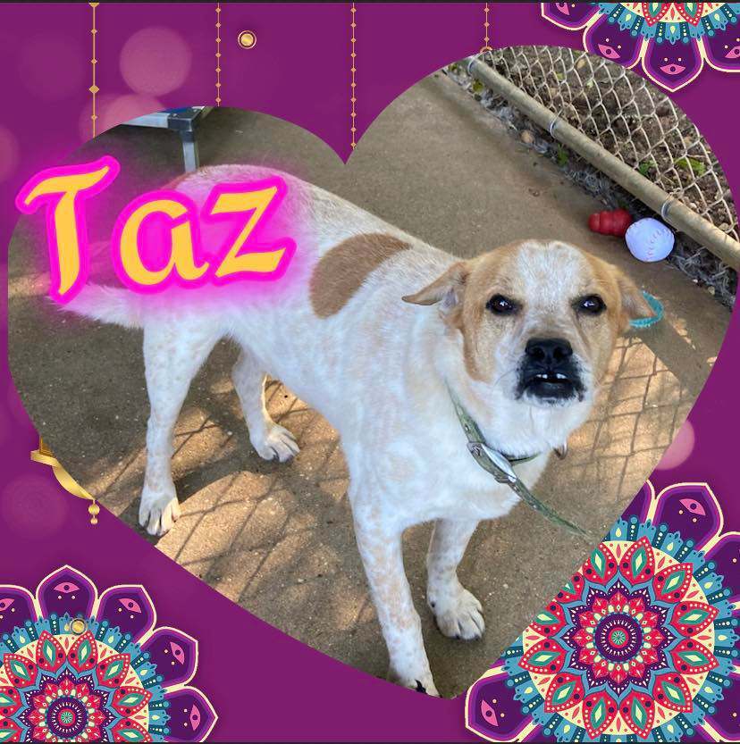 Taz, an adoptable Australian Cattle Dog / Blue Heeler, Boxer in Enterprise, AL, 36330 | Photo Image 5