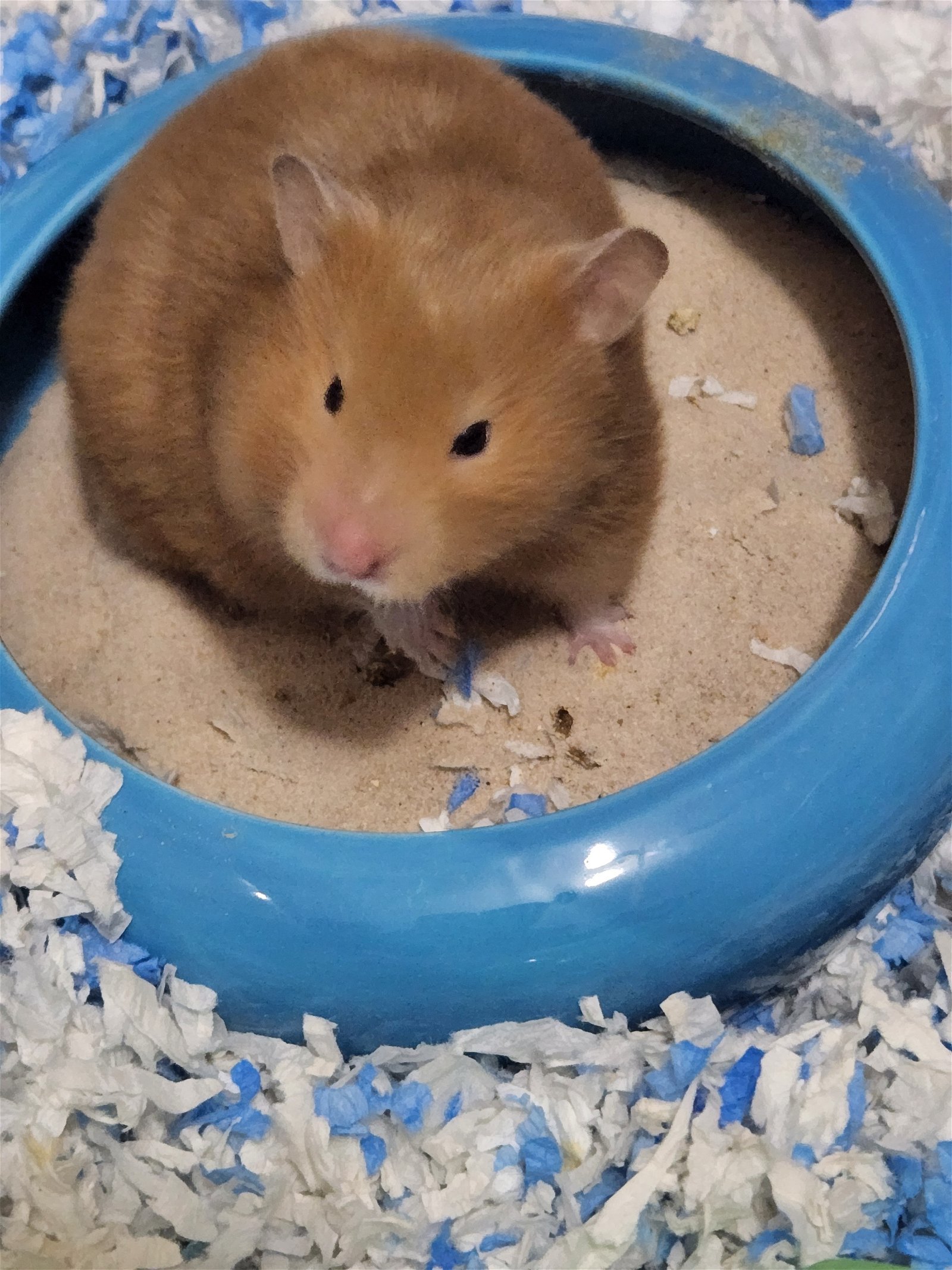 Shelter Dogs of Portland: BABY HAMSTERS - nice easy little pets