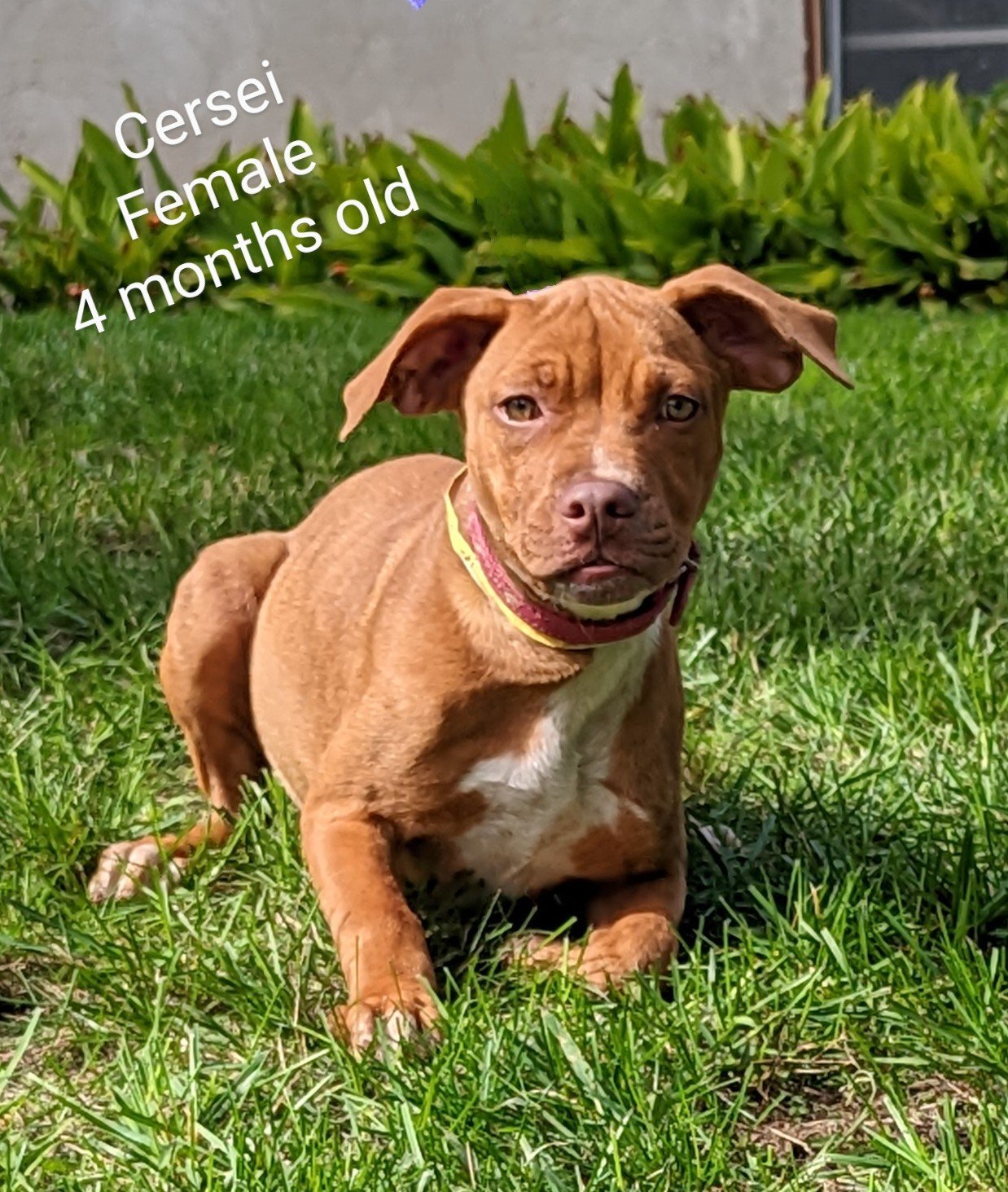 Cersei - Hound mix - 4 months old