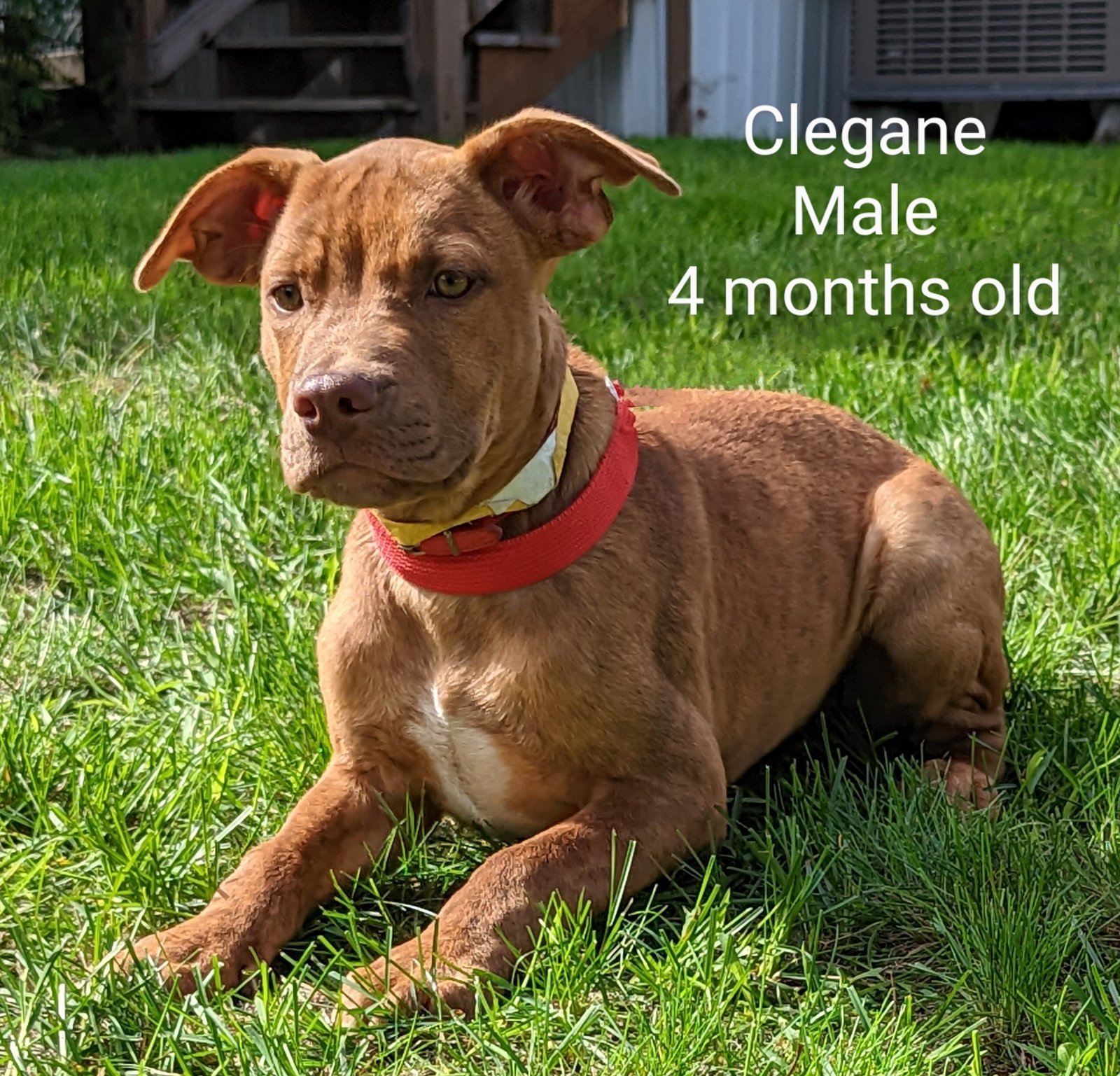 Clegane - Hound mix - 4 months old