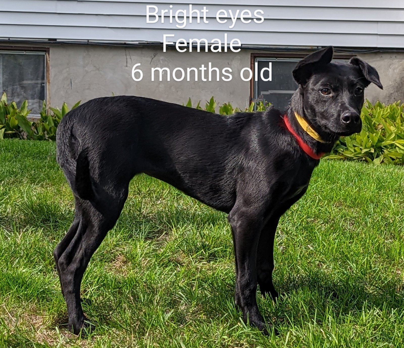 Bright eyes - Lab mix - 6 months old