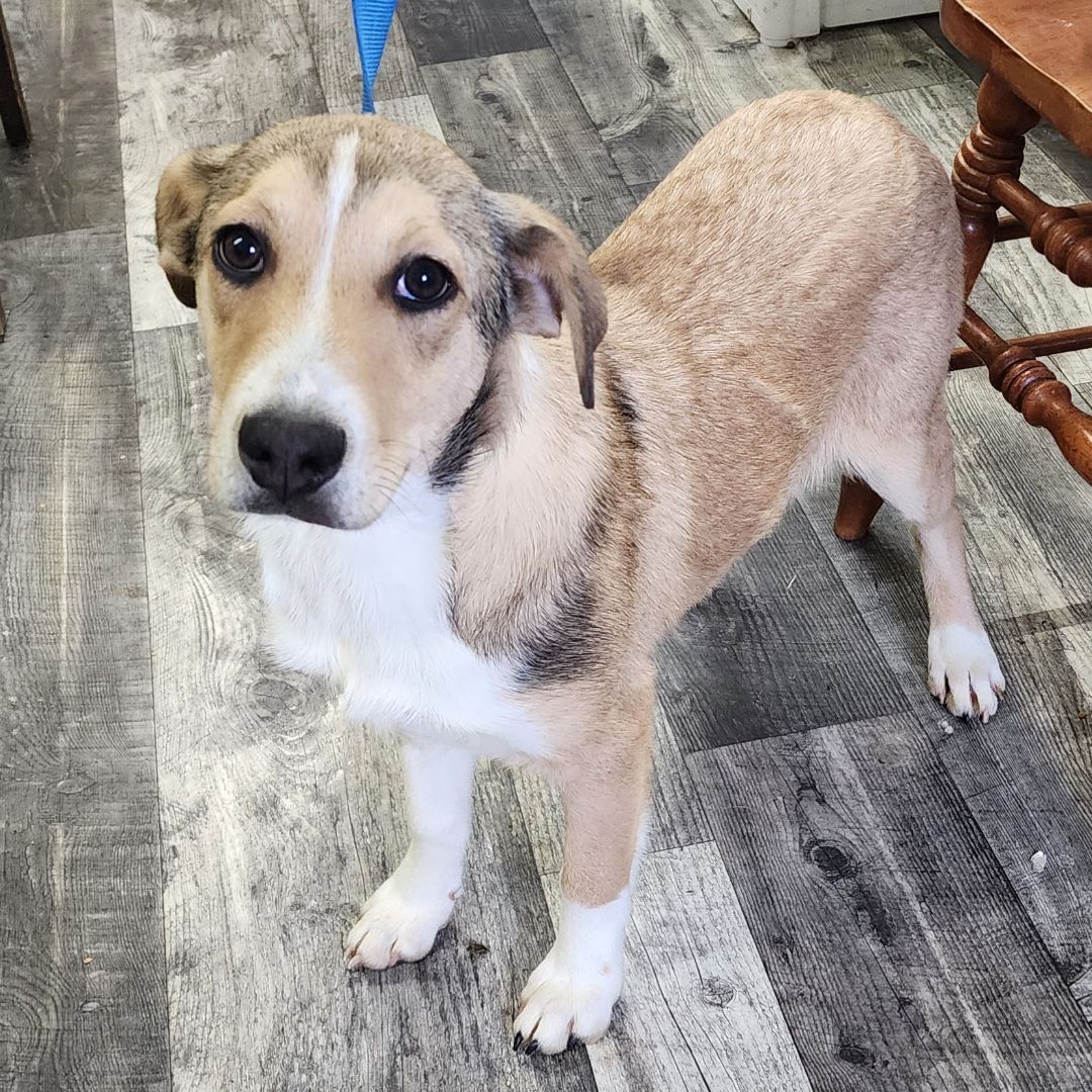 Sandy, an adoptable Smooth Collie in Wheelersburg, OH, 45694 | Photo Image 3