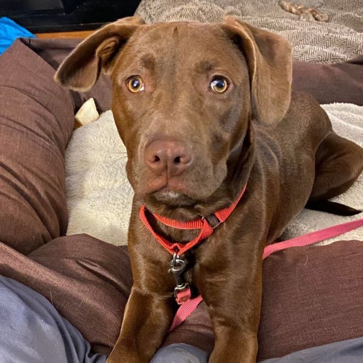 Chocolate labrador hot sale retriever mix