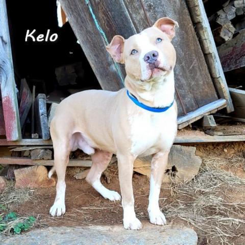 Kelo