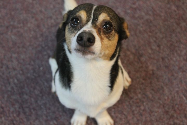 Nugget, an adoptable Terrier & Chihuahua Mix in Jamestown, CA_image-1