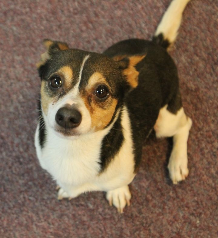 Nugget, an adoptable Terrier & Chihuahua Mix in Jamestown, CA_image-3