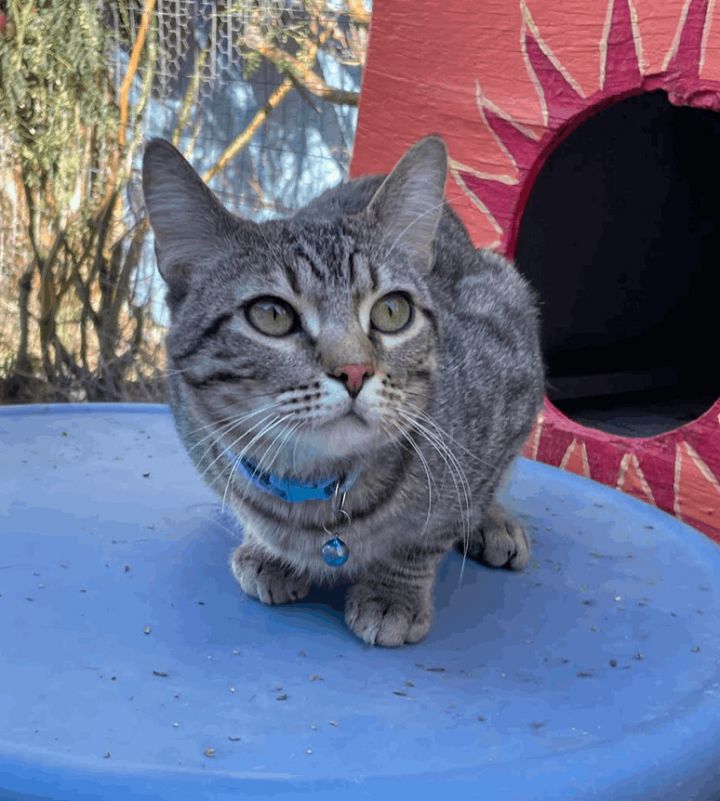 Oaken, an adoptable Domestic Short Hair & Tabby Mix in Williamsburg, NM_image-2