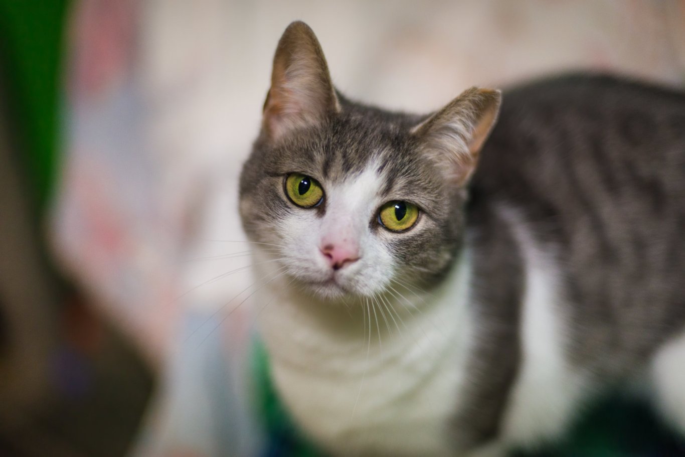 Sandy, an adoptable Domestic Short Hair in Stafford, VA, 22554 | Photo Image 1