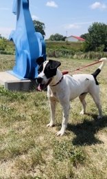 Huckleberry, an adoptable Terrier in Oskaloosa, IA, 52577 | Photo Image 1