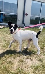 Huckleberry, an adoptable Terrier in Oskaloosa, IA, 52577 | Photo Image 2