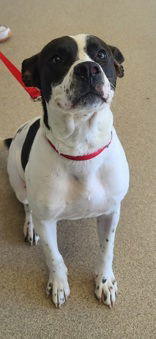 Huckleberry, an adoptable Terrier in Oskaloosa, IA, 52577 | Photo Image 3