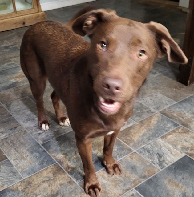 Hope, an adoptable Labrador Retriever in Greenville, MS, 38701 | Photo Image 3