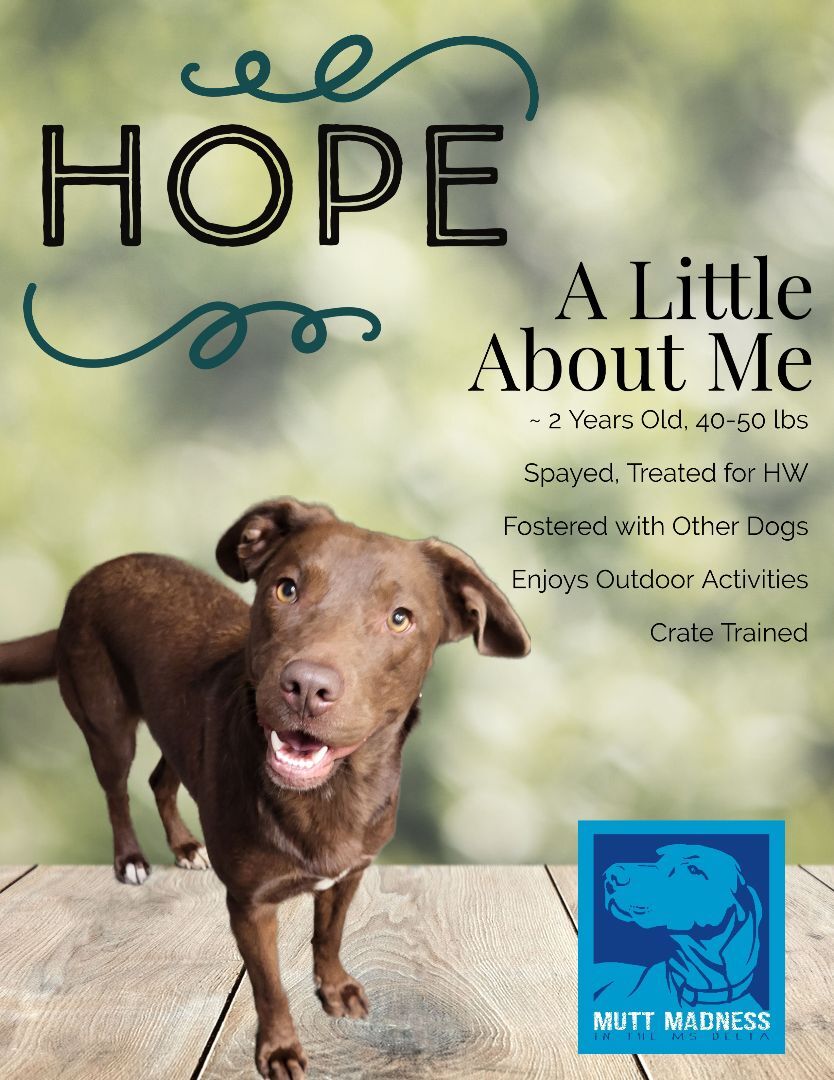 Hope, an adoptable Labrador Retriever in Greenville, MS, 38701 | Photo Image 1