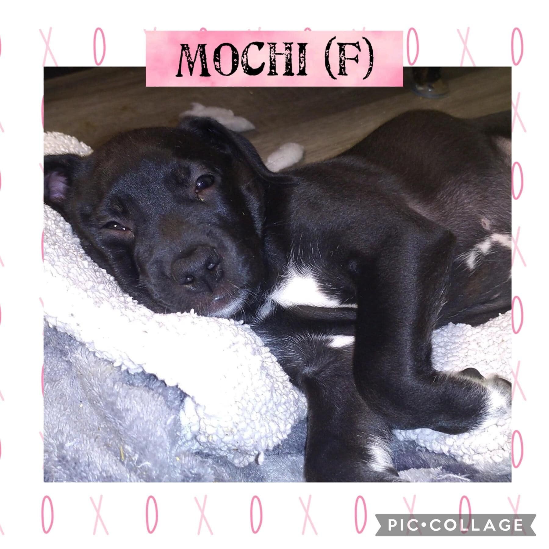 Mochi