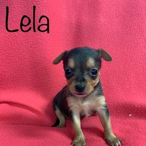 Lela