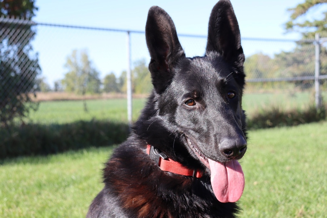 Royce, an adoptable German Shepherd Dog in Ilderton, ON, N0M 2A0 | Photo Image 3