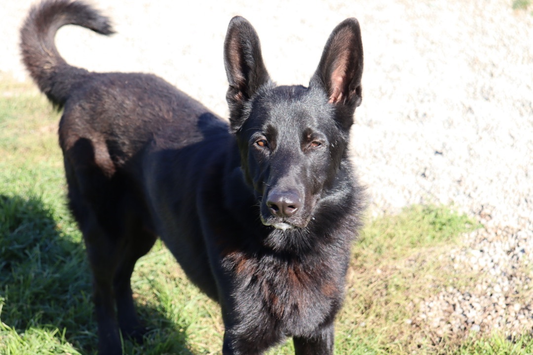 Royce, an adoptable German Shepherd Dog in Ilderton, ON, N0M 2A0 | Photo Image 4