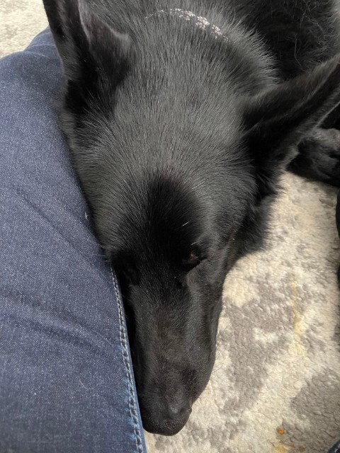 Royce, an adoptable German Shepherd Dog in Ilderton, ON, N0M 2A0 | Photo Image 5