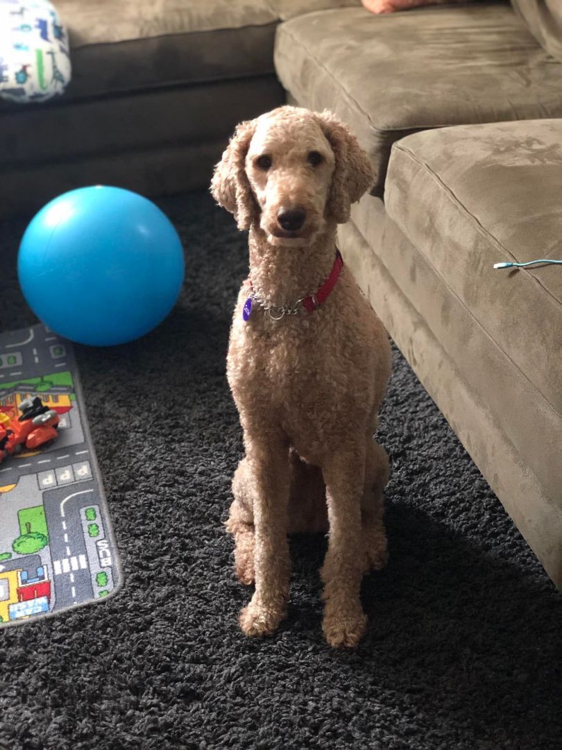 Gracie, an adoptable Standard Poodle in Belwood, ON, N0B 1J0 | Photo Image 1