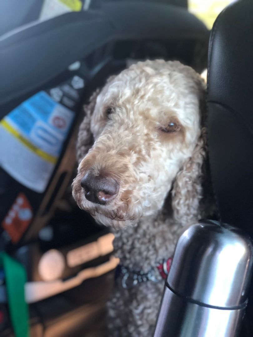Gracie, an adoptable Standard Poodle in Belwood, ON, N0B 1J0 | Photo Image 2