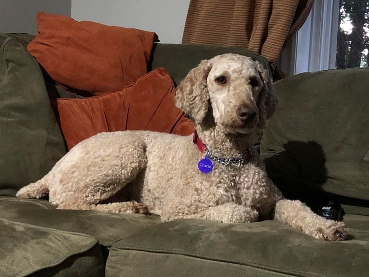 Gracie, an adoptable Standard Poodle in Belwood, ON, N0B 1J0 | Photo Image 3