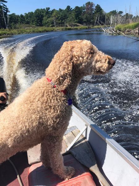 Gracie, an adoptable Standard Poodle in Belwood, ON, N0B 1J0 | Photo Image 4