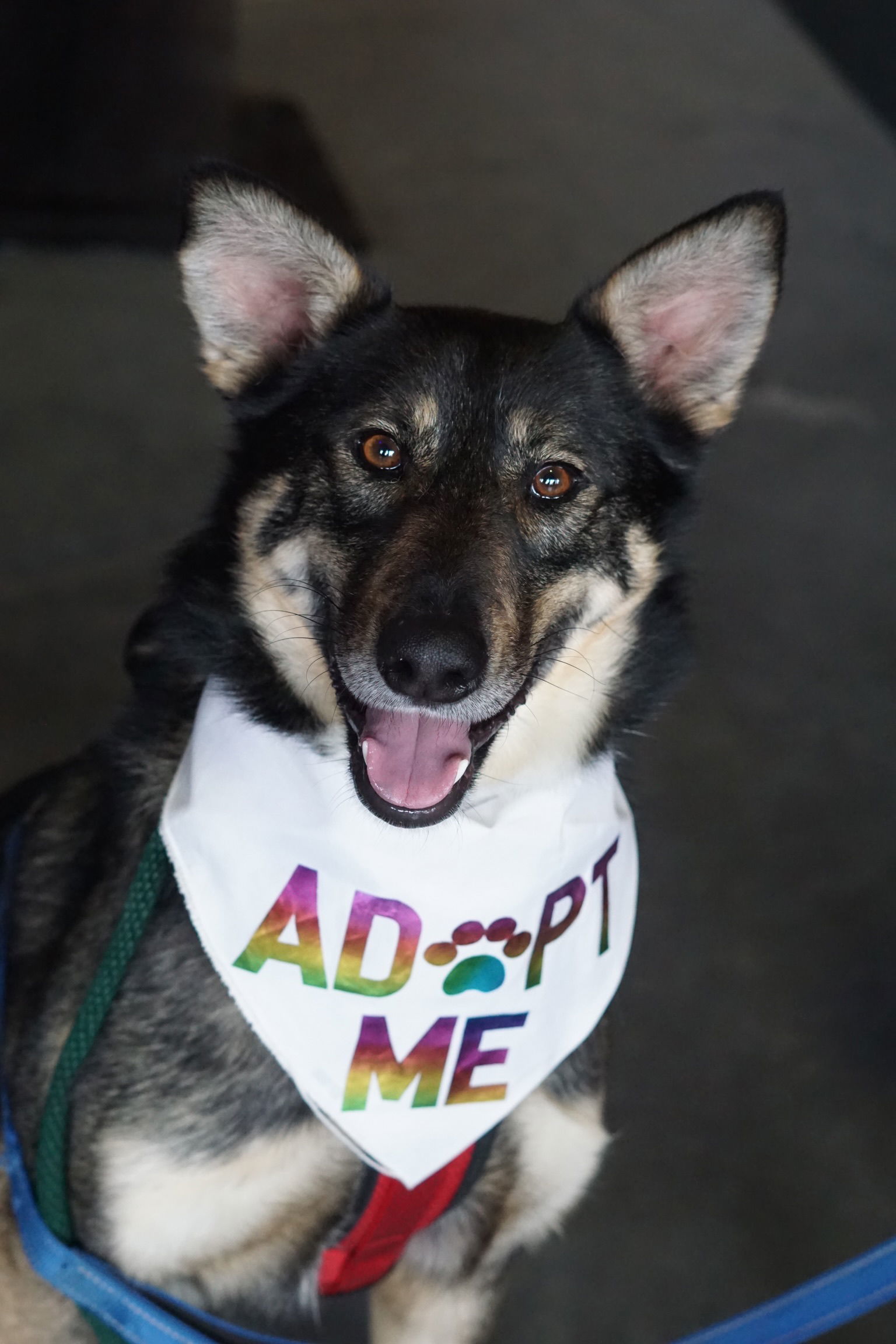 Wachiwi, an adoptable Husky, German Shepherd Dog in Crystal, MN, 55428 | Photo Image 1