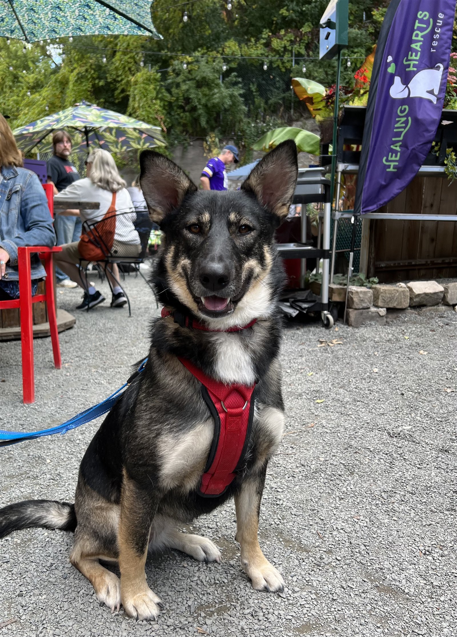 Wachiwi, an adoptable Husky, German Shepherd Dog in Crystal, MN, 55428 | Photo Image 2