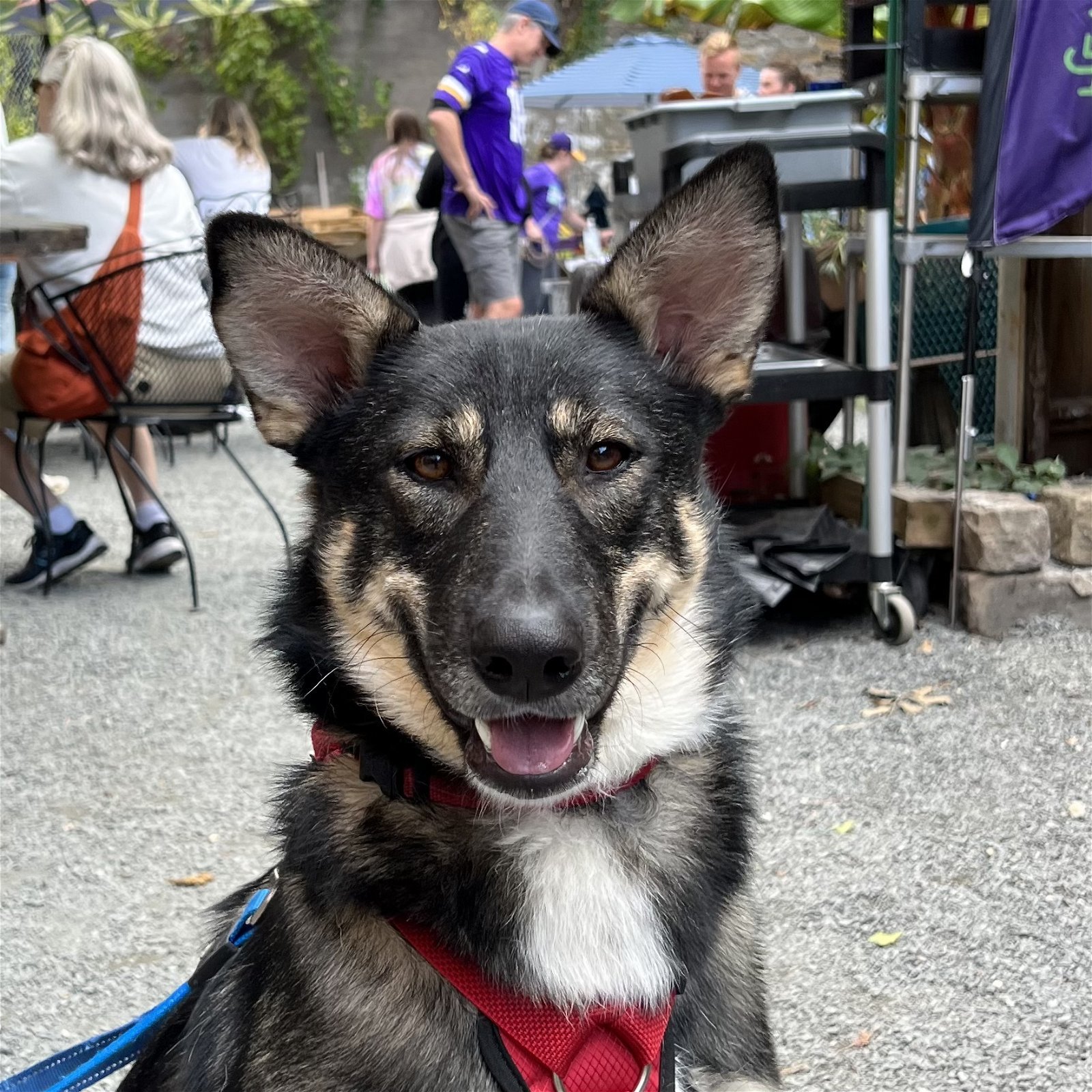 Wachiwi, an adoptable Husky, German Shepherd Dog in Crystal, MN, 55428 | Photo Image 3