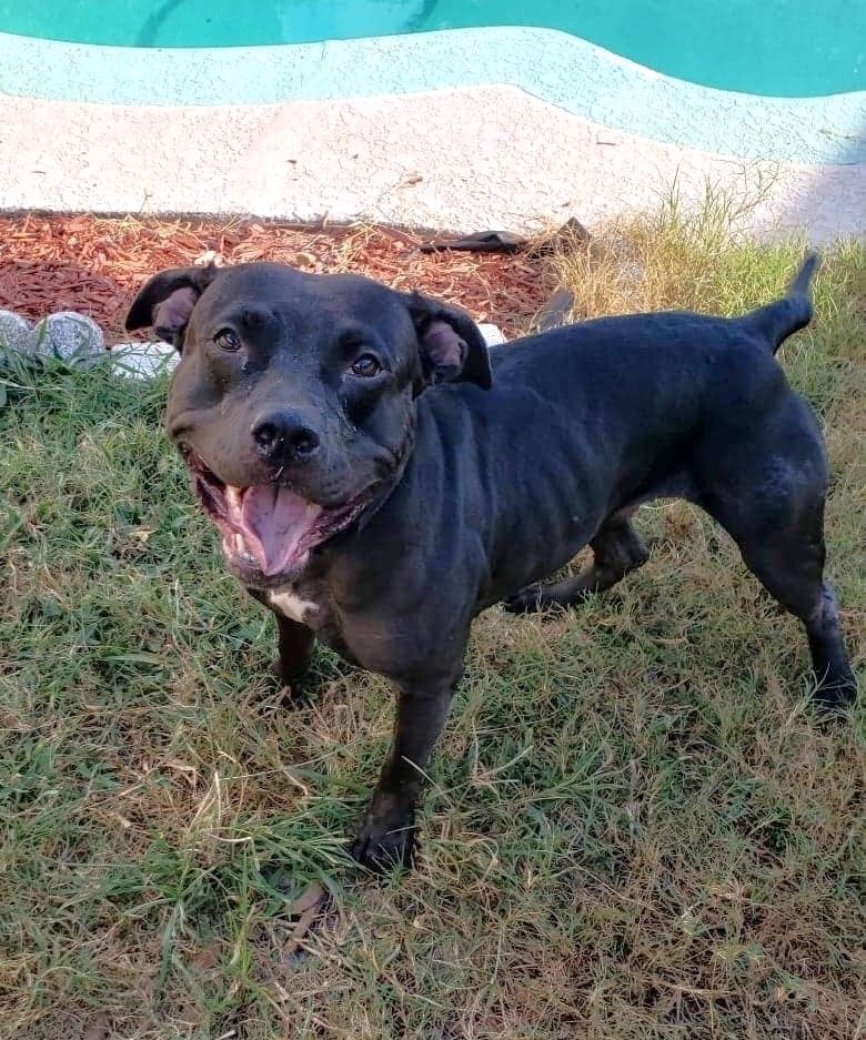 Delilah, an adoptable Pit Bull Terrier in Orlando, FL, 32806 | Photo Image 2