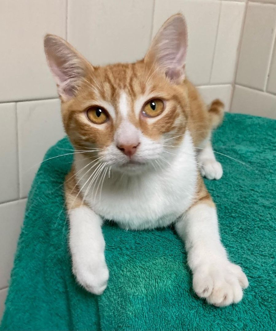 Cat for adoption Cartier Bonded Pair a Tabby in Canoga Park