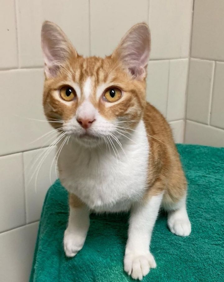 Cat for adoption Cartier Bonded Pair a Tabby in Canoga Park