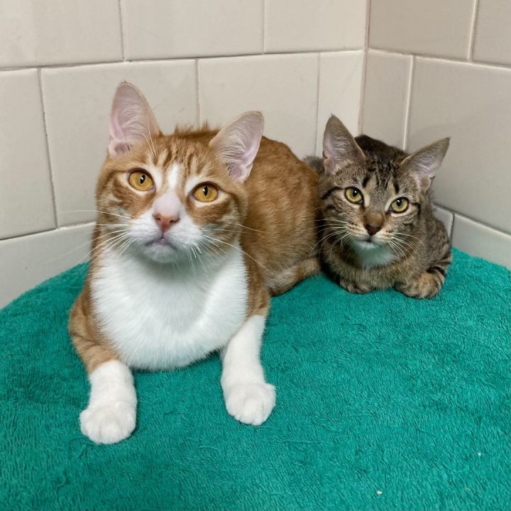 Cat for adoption Cartier Bonded Pair a Tabby in Canoga Park