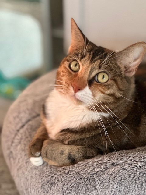 DEMI, an adoptable Calico in New Bern, NC, 28563 | Photo Image 1