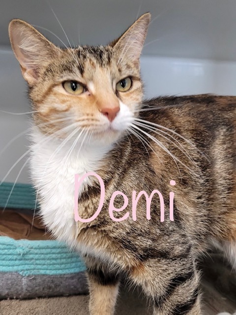 DEMI, an adoptable Calico in New Bern, NC, 28563 | Photo Image 2