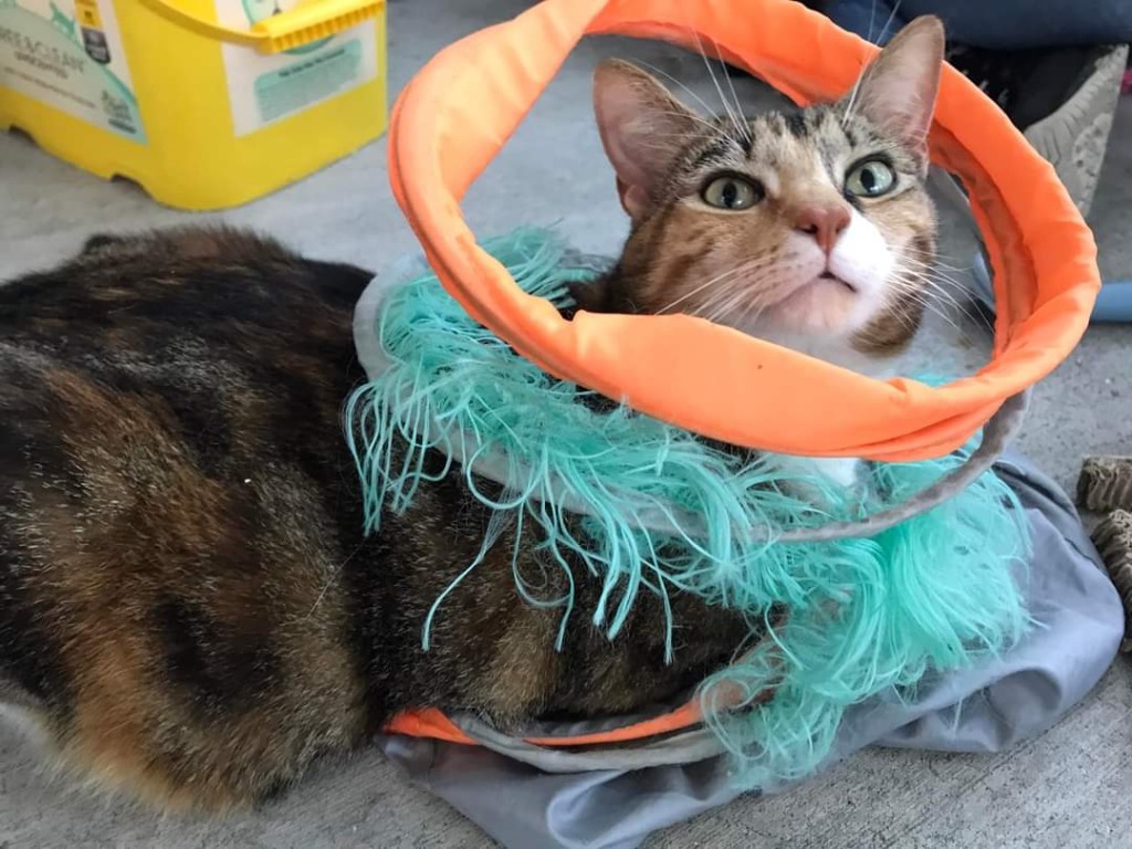 DEMI, an adoptable Calico in New Bern, NC, 28563 | Photo Image 3