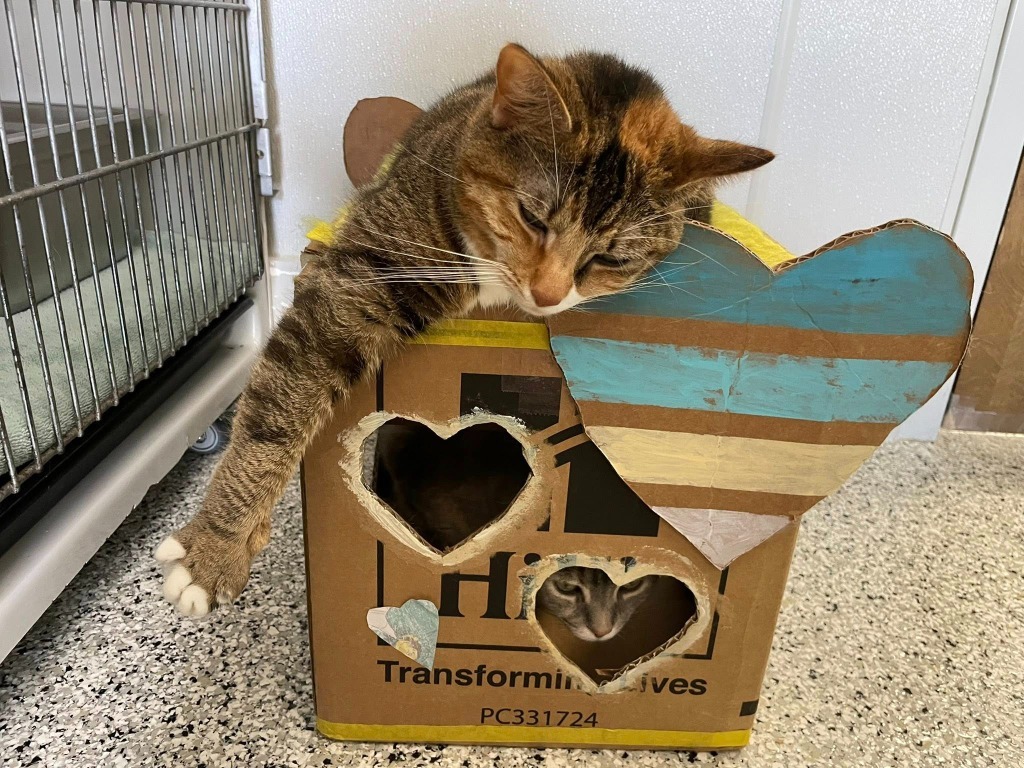 DEMI, an adoptable Calico in New Bern, NC, 28563 | Photo Image 4